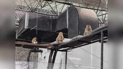 कोविड केयर सेंटर में बंदरों ने मचाया आतंक, मरीजों के फल और जूस झपटने के लिए कर रहे हमला