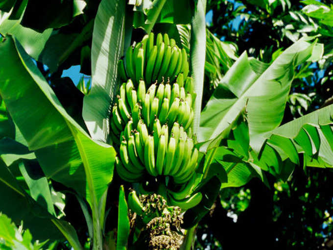 ​केळीचे वृक्ष –
