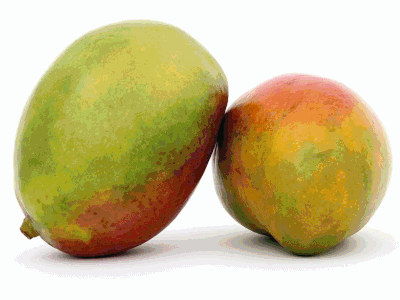 Mango Varieties: আম বাঙালির আমসূত্র...
