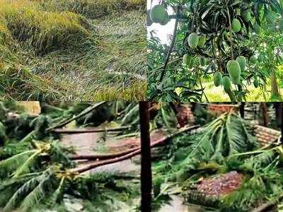 ഗുജറാത്തിൽ നാശം വിതച്ച് ചുഴലിക്കാറ്റ്: 90% കൃഷിയും നശിച്ചു, മാമ്പഴ വിപണി തക‍ർന്നു, 30 ലക്ഷം ടൺ ഉപ്പ് ഒലിച്ചുപോയി