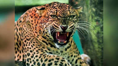 Ahmednagar Leopard Death: रात्री हल्ला करणारा बिबट्या सकाळी आढळला मृतावस्थेत; कारण ऐकून धक्का बसेल