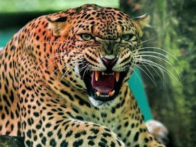 Ahmednagar Leopard Death: रात्री हल्ला करणारा बिबट्या सकाळी आढळला मृतावस्थेत; कारण ऐकून धक्का बसेल