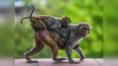 Covid-19 in Delhi: कंटेनमेंट जोन से पकड़े जाने वाले बंदरों के लिए 14 दिन का क्वारंटीन, फिर भेजा जा रहा है वनवास