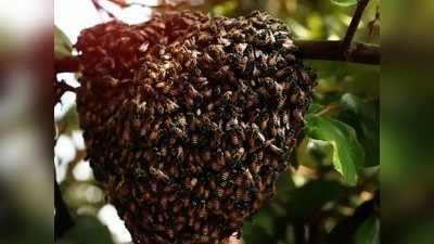 एका पोळ्यात असतात ३० हजार मधमाशा !
