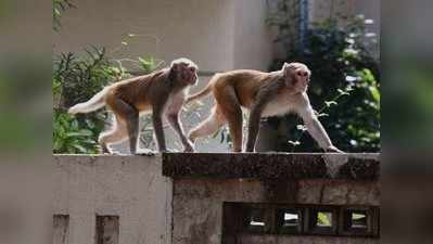 Gorakhpur News: बंदरों की झुंड से डरी युवती ने खुद को कमरे में किया कैद..... जानिए फिर क्या हुआ