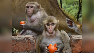 छतरपुर कोविड सेंटर से बंदर पकड़ने को लेकर फिर विवाद