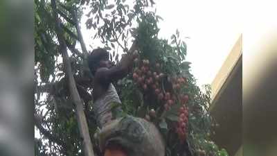 Muzaffarpur News: लीची की मिठास किसानों की जिंदगी में घोल रही कड़वाहट, लॉकडाउन के चलते बाजार बंद, पेड़ों पर भी आए कम फल