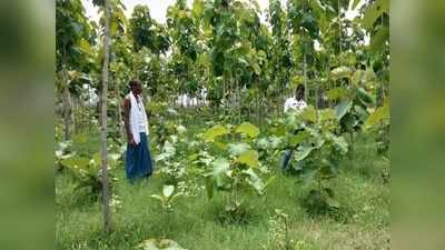 Hamirpur news: किसानों ने आत्‍मनिर्भर बनने को लगाए सागौन के पेड़, आठ साल बाद होगी लाखों की आमदनी