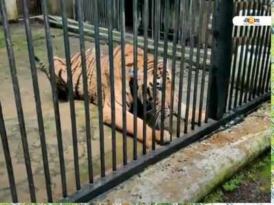 বাঘের ঘরের ফেন্সিং ছিঁড়ে না যায়, সতর্ক বন দফতর