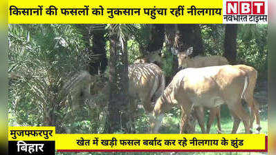 Muzaffarpur News: नीलगाय के आंतक से परेशान किसानों का दर्द- साहब! झुंड के झुंड आकर सब्जियों को खत्म कर देते हैं
