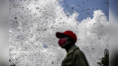 Locusts group in Uttar pradesh: पाकिस्तान से राजस्थान पहुंचा टिड्डियों का दल, इस हफ्ते पहुंच सकता है आगरा, यूपी में अलर्ट