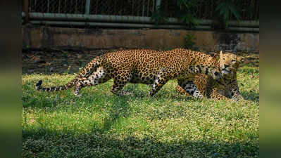 Leopards Death in Maharashtra: हर 2 दिन में 1 मौत...महाराष्ट्र में 87 तेंदुओं ने गंवाई जान, सड़क हादसे में 37 मरे