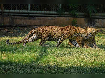 Leopards Death in Maharashtra: हर 2 दिन में 1 मौत...महाराष्ट्र में 87 तेंदुओं ने गंवाई जान, सड़क हादसे में 37 मरे