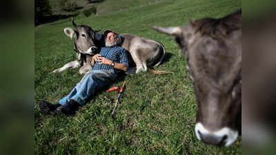 Coronavirus महामारी का स्ट्रेस, अमेरिका ने अपनाई Cow Cuddling, $200 डॉलर में गायों को लगा रहे गले