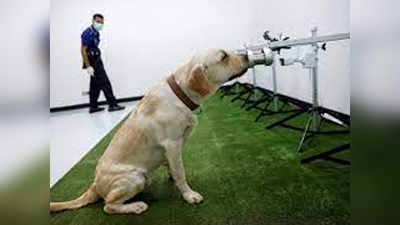 सूंघकर COVID-19 के इन्फेक्शन का पता लगा सकते हैं प्रशिक्षित कुत्ते: ब्रिटिश स्टडी