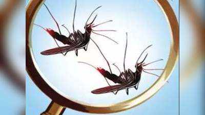 Delhi High Court on Mosquito : हाई कोर्ट बोला, कोविड-19 के दौरान दिल्ली में मच्छरों से फैलने वाली बीमारियां बढ़ने की आशंका
