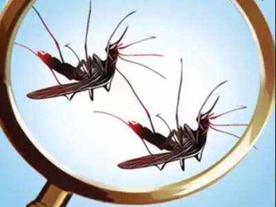 Delhi High Court on Mosquito : हाई कोर्ट बोला, कोविड-19 के दौरान दिल्ली में मच्छरों से फैलने वाली बीमारियां बढ़ने की आशंका