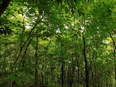 इंधन गोळा करण्यासाठी जंगलात गेलेल्या दोघांचा मृत्यू; नेमकं काय घडलं?