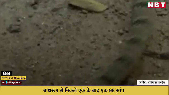 Maharashtra Snake Factory: महाराष्ट्र के वर्धा जिले के घर में मिले 98 सांप