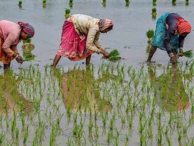 Cyclone Yaas: ঘূর্ণিঝড়ের আগে-পরে কৃষকরা কী করবেন? জানাচ্ছেন কৃষি আধিকারিক