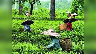 Tea Bagan News: हिमाचल में अब नही बिक सकेंगे चाय बागान, सरकार ने लिया कानून में किया संशोधन वापस लिया