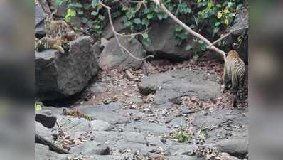 Male Tiger with cubs: जंगल की दुनिया का हैरान करने वाला मामला, बाघिन की मौत के बाद बाघ कर रहा शावकों की रखवाली, देखें वीडियो