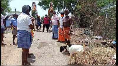 ‘ஆட்டுக்குட்டியை காவு தந்து மந்திரக் கட்டை போடு’;        கொரோனாவை தடுக்க அம்மன் கூறிய அருள்வாக்கு!