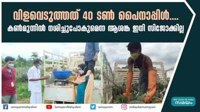 വിളവെടുത്തത്  40 ടണ്‍ പൈനാപ്പിള്‍; കണ്‍മുന്നില്‍ നശിച്ചുപോകുമെന്ന ആശങ്ക ഇനി സിജോക്കില്ല