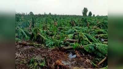 अवकाळी पावसाचा शेतकऱ्यांना तडाखा; जळगावमध्ये केळी बागांचं मोठं नुकसान