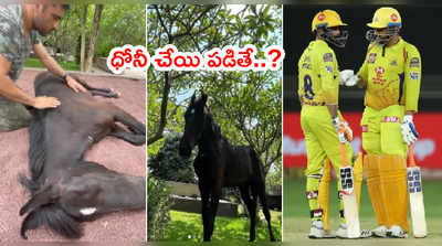 MS Dhoni ఇంటికి కొత్త అతిథి.. జడేజా పంపించాడా..?