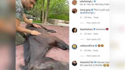 MS Dhoni pampers Marwari horse : फार्महाउस में Dhoni कर रहे थे चेतक का मसाज, पत्नी साक्षी ने बनाई VIDEO, बिपाशा बसु को भी भाया लाड़ प्यार