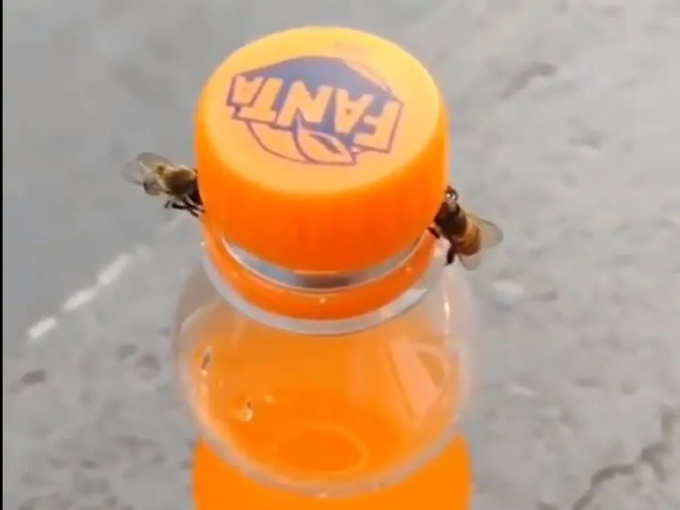 Bees opening fanta bottle