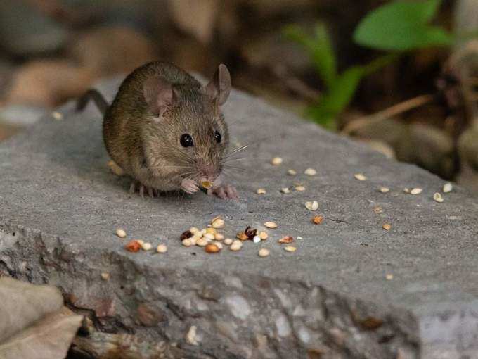 ​எலி, பெருச்சாளி கடிக்கு