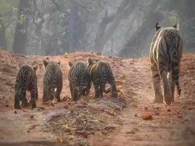 एमपी में शावकों से गुलजार है बाघों का घर, बांधवगढ़ टाइगर रिजर्व में पार्क में 41 शावक