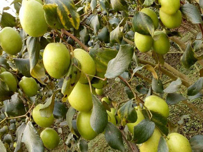 ​ಬೋರೆ ಹಣ್ಣಿನ ಮರ