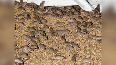 Australia Rat Plague: ऑस्ट्रेलिया में चूहों का आतंक, खेतों से लेकर घरों तक उत्पात, भारत से मंगाया 5000 लीटर जहर