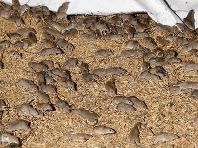 Australia Rat Plague: ऑस्ट्रेलिया में चूहों का आतंक, खेतों से लेकर घरों तक उत्पात, भारत से मंगाया 5000 लीटर जहर
