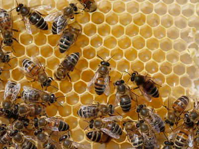 Video: बोतल का ढक्कन खोलती दिखीं दो मधुमक्खियां, कितना तेज होता है इन नन्हे जीवों का दिमाग?