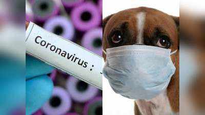 हां, इंसानों में मिला है कुत्तों का कोरोना वायरस, चिंता करने की जरूरत नहीं