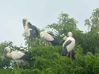 জামবনিতে হাজির পরিযায়ী পাখির দল