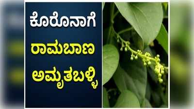 ಅಮೃತಬಳ್ಳಿ ಸರ್ವ ರೋಗಕ್ಕೂ ಅಮೃತ; ರೋಗ ನಿವಾರಕ ಈ ಬಳ್ಳಿ ಕೊರೊನಾಗೂ ರಾಮಬಾಣ!