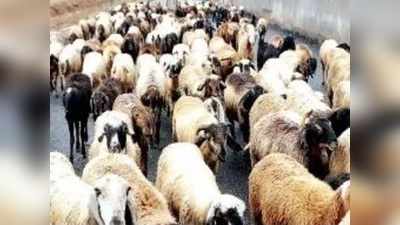 Gorakhpur news: कुत्तों से बचकर रेलवे लाइन पार कर रहा था भेड़ों का झुंड, ट्रेन की चपेट में आकर 50 की मौत