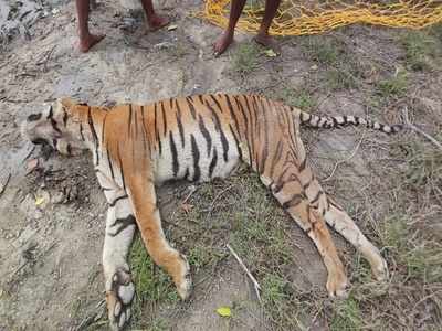 ইয়াসের মধ্যেই সুন্দরবনে বাঘের মৃত্যু