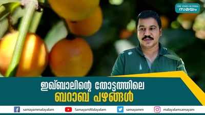 ഇഖ്ബാലിൻ്റെ തോട്ടത്തിലെ ബറാബ പഴങ്ങൾ 