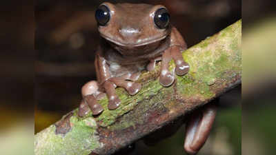 Chocolate Tree Frog: दलदल के बीच मिला पेड़ पर रहने वाला अनोखा मेंढक, चॉकलेट फ्रॉग का नाम मीरा