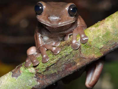 Chocolate Tree Frog: दलदल के बीच मिला पेड़ पर रहने वाला अनोखा मेंढक, चॉकलेट फ्रॉग का नाम मीरा
