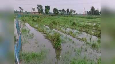 Bihar News: मुजफ्फरपुर में तीन दिन की बारिश ने तोड़ी किसानों की कमर, सब्जियों की फसल हुई बर्बाद