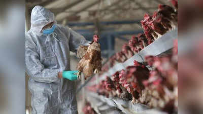 Bird flu in Human जगासमोर नवं टेन्शन!; चीनमध्ये माणसाला बर्ड फ्लूची लागण