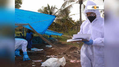 Bird Flu: ফের চিন, মানব শরীরে হদিশ বার্ড ফ্লুর H10N3 স্ট্রেনের