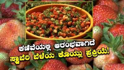 ಶ್ರೀನಗರದಲ್ಲಿಸ್ಟ್ರಾಬೆರಿ ಕೊಯ್ಲು ಆರಂಭ: ಲಾಕ್‌ಡೌನ್ ಸಮಯದಲ್ಲಿ ರೈತರ ಕೈ ಹಿಡಿಯುವುದೇ ಸ್ಟ್ರಾಬೆರಿ?